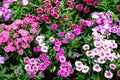 Colorful dianthus flower in the park Dianthus sp. CARYOPHYLLACEAE Royalty Free Stock Photo