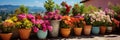 Colorful different flowers in pots on balcony or terrace, bright balcony with flowers, banner Royalty Free Stock Photo
