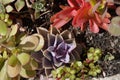 Colorful different succulent plants