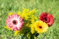 Colorful differently colored autumn flowers