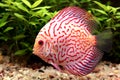 Colorful discus fish Royalty Free Stock Photo