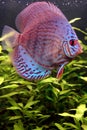 Colorful discus fish Royalty Free Stock Photo