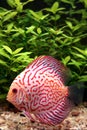 Colorful discus fish Royalty Free Stock Photo