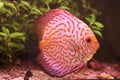 Colorful discus fish Royalty Free Stock Photo