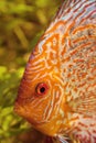 Colorful discus fish Royalty Free Stock Photo