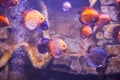 Colorful Discus fish in aquarium, tropical fish. Symphysodon discus from Amazon river. Royalty Free Stock Photo