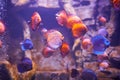 Colorful Discus fish in aquarium, tropical fish. Symphysodon discus from Amazon river. Royalty Free Stock Photo