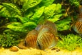 Colorful discus fish floating in the aquarium