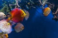 Colorful Discus Fish swimming in the aquarium Royalty Free Stock Photo