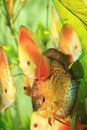 Colorful discus fishes Royalty Free Stock Photo