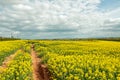 Yellow Canola fields and a cloudy sky. Royalty Free Stock Photo