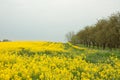 Yellow Canola fields and a cloudy sky. Royalty Free Stock Photo
