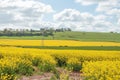 Beautiful yellow Canola crops in the British summertime. Royalty Free Stock Photo