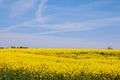 Yellow Canola fields in the English summertime. Royalty Free Stock Photo
