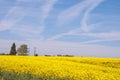 Beautiful yellow Canola fields in the English summertime. Royalty Free Stock Photo