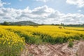 Yellow Canola flowers in the English summertime. Royalty Free Stock Photo