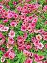 Colorful display of million bells petunia flowers