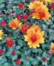 A spherical Chrysanthemum in shades of orange Royalty Free Stock Photo