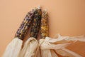 Trio of Speckled Corn on the Cob Royalty Free Stock Photo