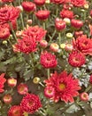 A red Spherical Chrysant in autumn Royalty Free Stock Photo