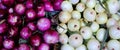 Colorful Display of white and red Onions Royalty Free Stock Photo