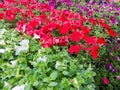 Colorful display of white, red and purple petunias Royalty Free Stock Photo