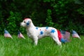 Colorful dog standing with american flags Royalty Free Stock Photo