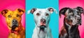 Colorful Dogs in Front of Vibrant Red Background for Emotional Design.