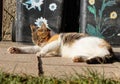 A colorful domestic cat is heating on sun in summer. A kitten with big ears cleaning herself for perfect look