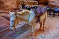 Colorful donkey near ancient nabatean tomb in mystery city Petra in Jordan one of new World Wonder