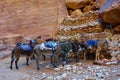 Colorful donkeys near ancient nabatean tomb in mystery city Petra in Jordan one of new World Wonder