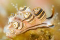 Colorful donut nudibranch close up macro detail Royalty Free Stock Photo