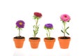 Colorful double asters Royalty Free Stock Photo