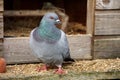 A colorful dove is standing in front of the barn Royalty Free Stock Photo