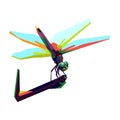 Colorful dragon fly illustration
