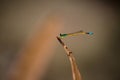 Colorful Dragon fly standing on a plant Royalty Free Stock Photo