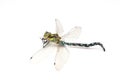 Colorful dragonfly Royalty Free Stock Photo