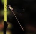 Colorful dragonfly damselfly