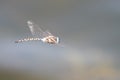 Colorful dragonfly in flight