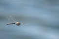 Colorful dragonfly in flight