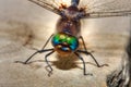 Colorful Dragonfly in hdr Royalty Free Stock Photo