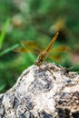 Colorful dragonfly landing