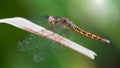 macro photo of a colorful dragonfly on a leaf. gracious and fragile flying predator of small insects with large wings and big eyes Royalty Free Stock Photo