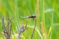 Colorful dragonfly perched on a blade of grass in spring Royalty Free Stock Photo