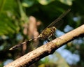 Colorful dragonfly sitting on a branch Royalty Free Stock Photo