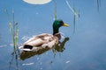 Colorful drake mallard or wild duck. Birds and animals in wildlife concept