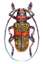 Colorful drawing of a beetle on a white background. Realistic hand drawing with color pencils Royalty Free Stock Photo