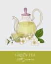 Colorful drawing of glass teapot with strainer, cup of green tea, jasmine leaves and flowers on gray background. Organic Royalty Free Stock Photo