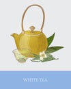 Colorful drawing of teapot, glass cup with steeping white tea, fresh flowers and leaves on gray background. Tasty