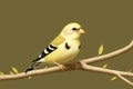 A colorful drawing of a yellow bird (American Goldfinch). Art style. Generative AI